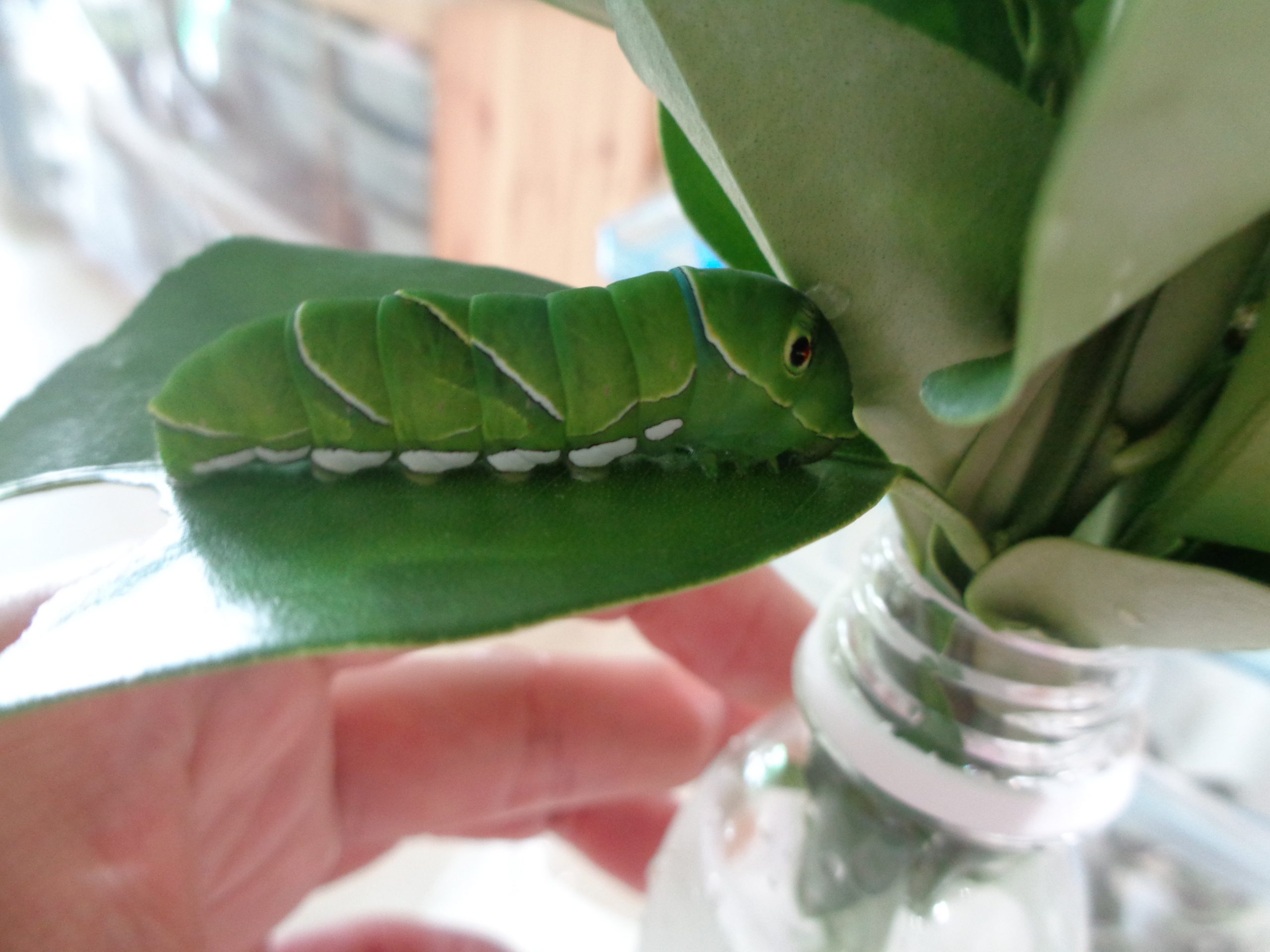 アゲハ蝶